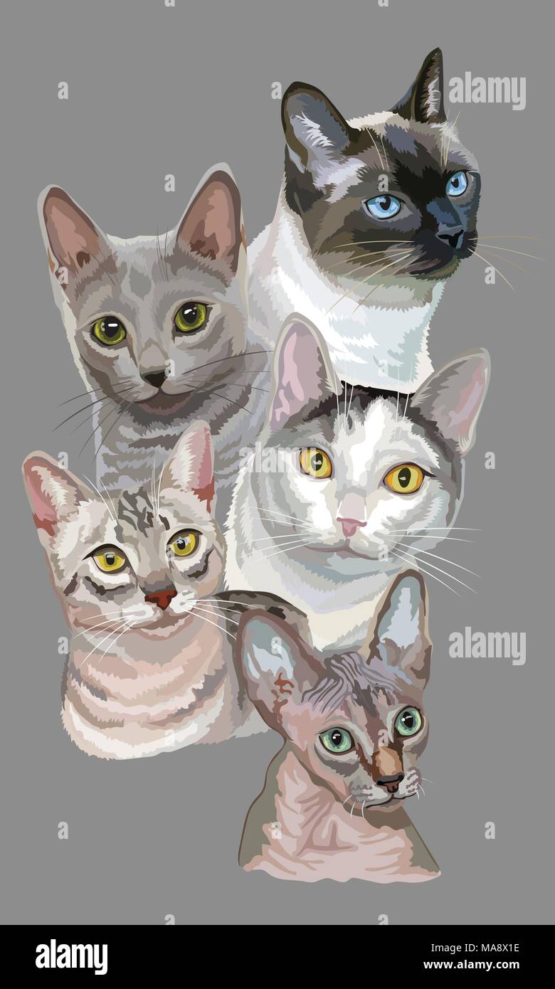 Vertical postcard with portraits of cats breeds (Egyptian Mau, Russian Blue, Sphynx ,Thai cats) isolated on grey background. Vector colorful illustrat Stock Vector