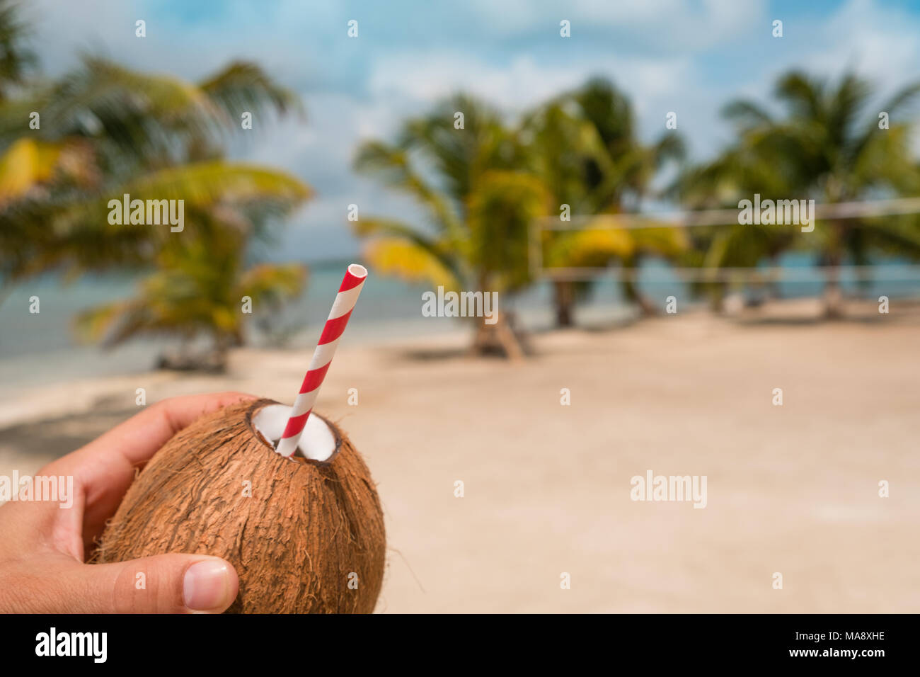male hand holding coconut with drinking straw , palm tree  background - Stock Photo