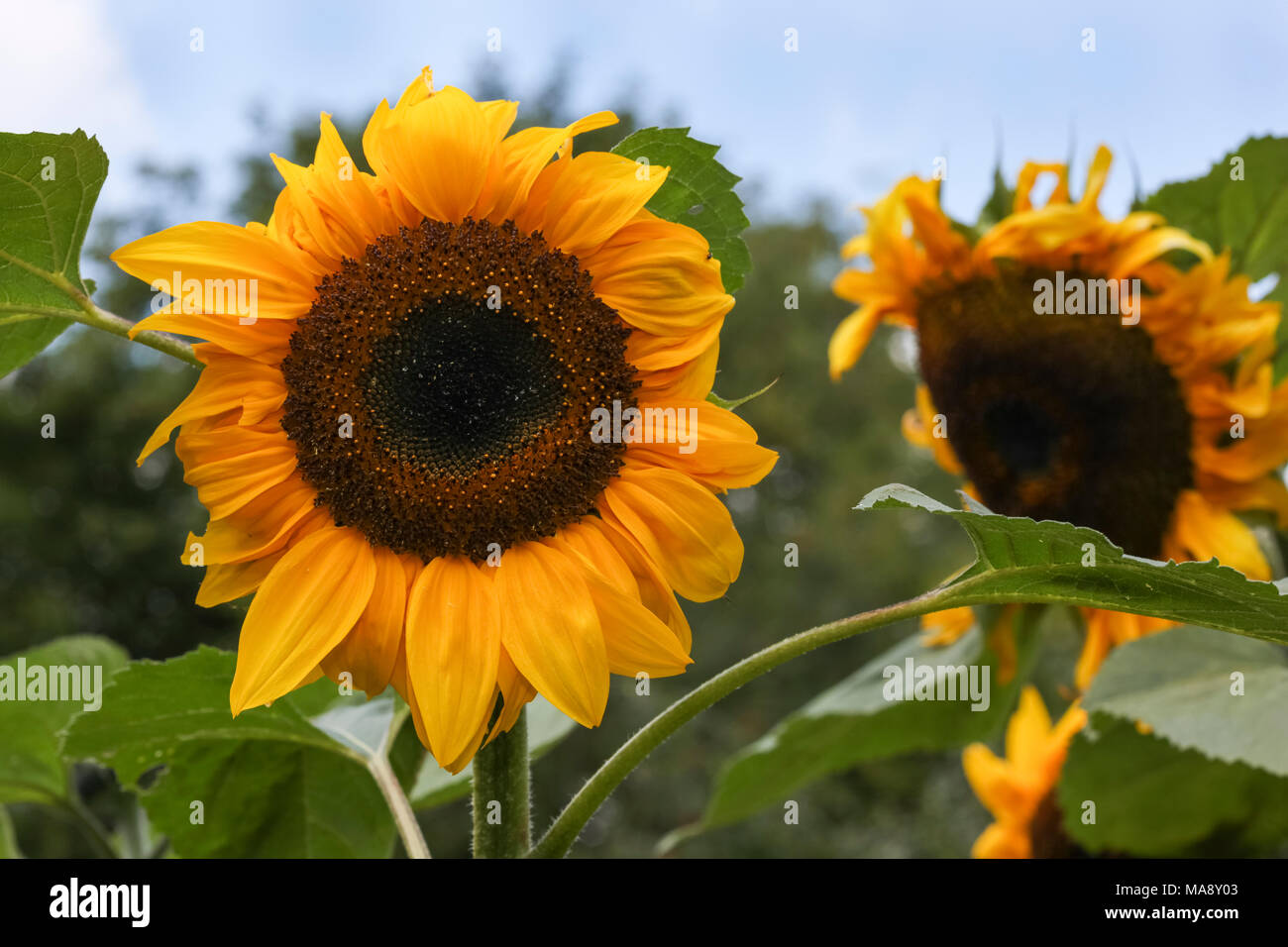 Pair of Sunflowers in English country garden Stock Photo Alamy