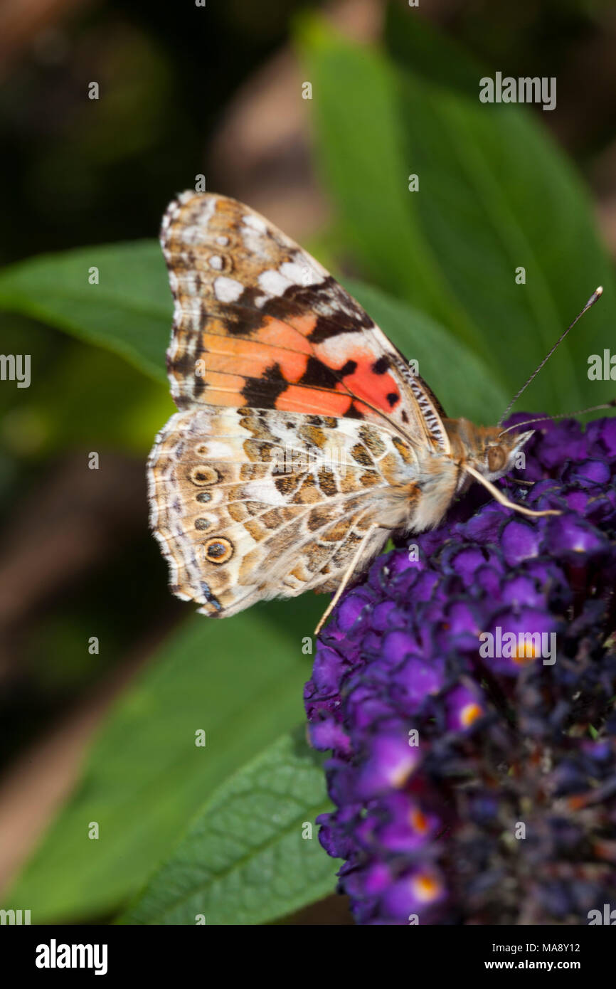 Common garden butterfly with wing detail Stock Photo
