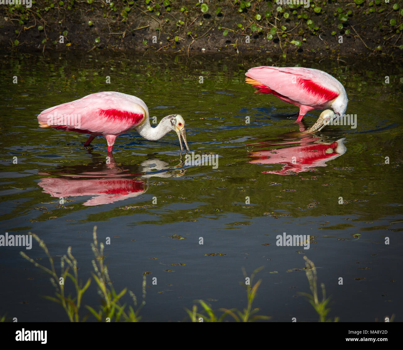 Spoonbill pair hi-res stock photography and images - Alamy