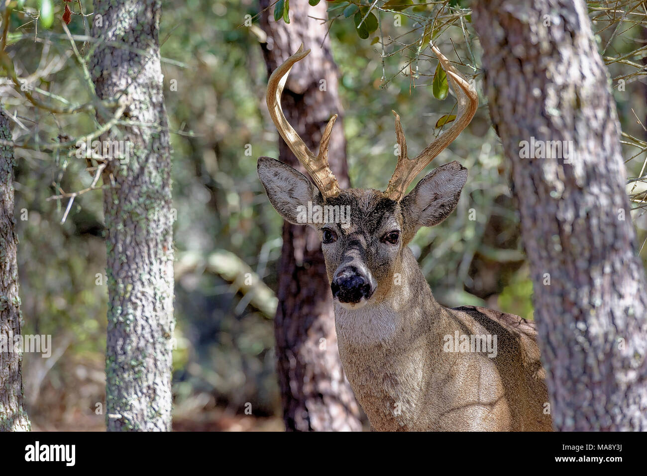 Male deer 8 point buck, st. andrews state park, panama city, florida Stock Photo