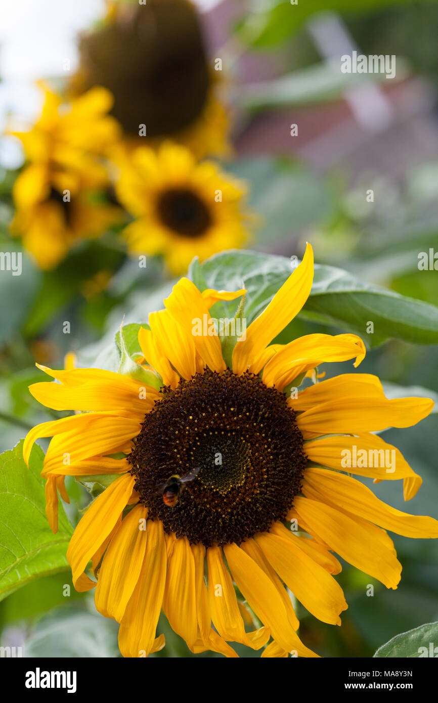 Growing sunflowers in England Stock Photo Alamy