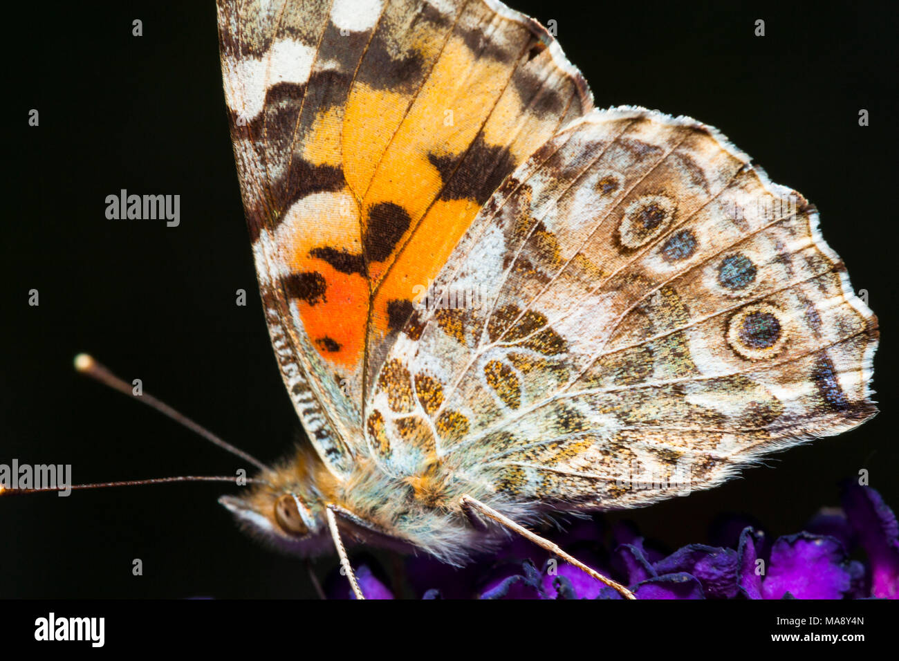 Common garden butterfly in close up Stock Photo