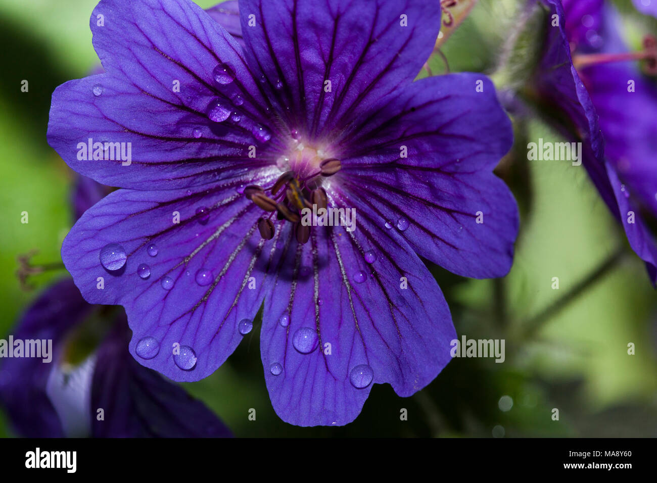 Close up detail of Geranium in English country garden after the rain Stock Photo
