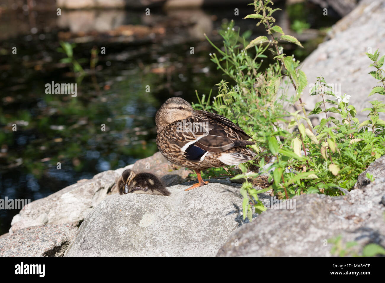 Mallard, Gräsand (Anas platyrhynchos) Stock Photo