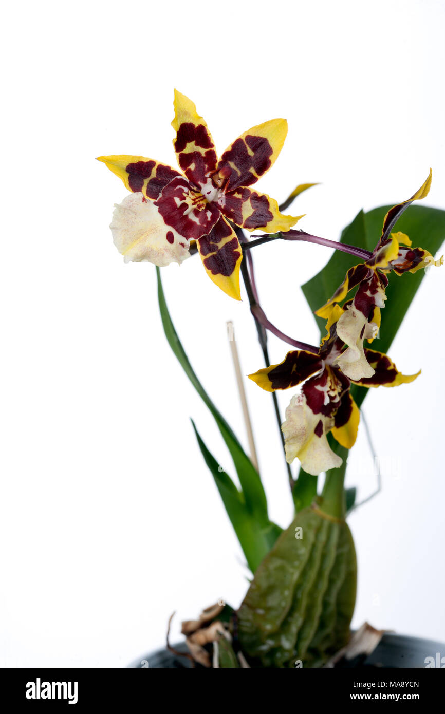 Dancing Lady Orchid, Golden shower orchid (Oncidium) Stock Photo