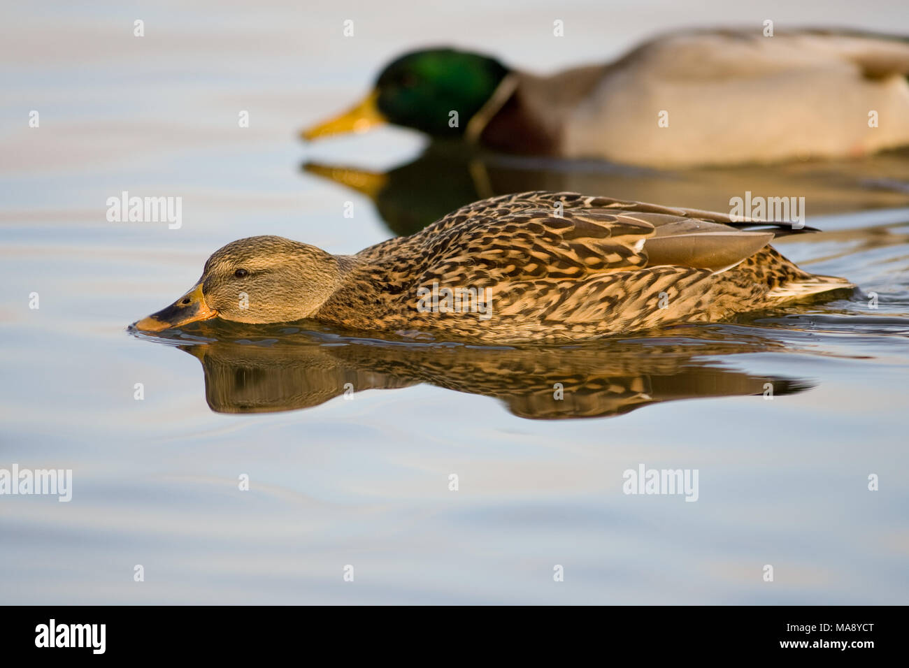 Mallard, Gräsand (Anas platyrhynchos) Stock Photo