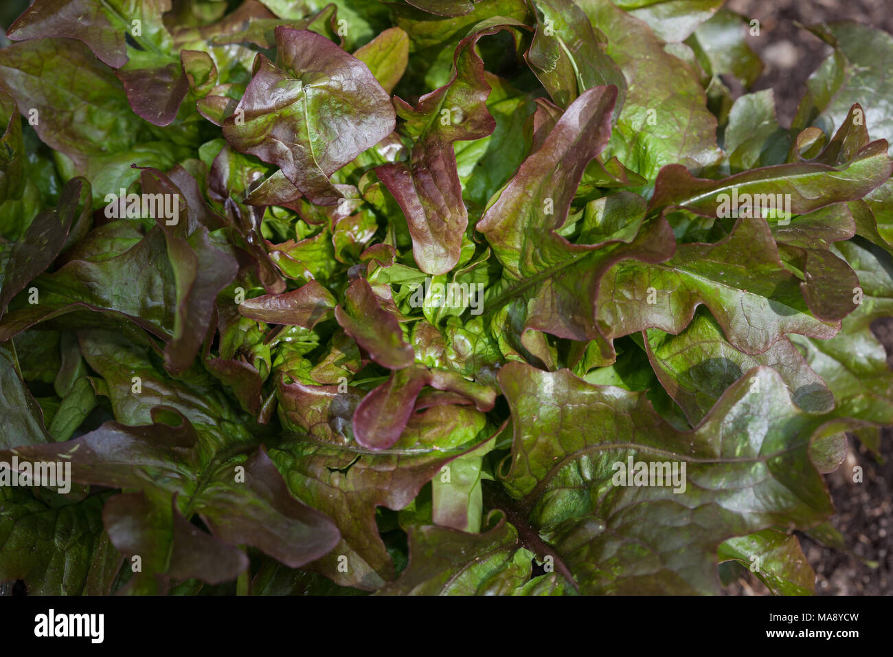 'Mohikan' Lettuce, Huvudsallat (Lactuca sativa var. capitata crispum) Stock Photo