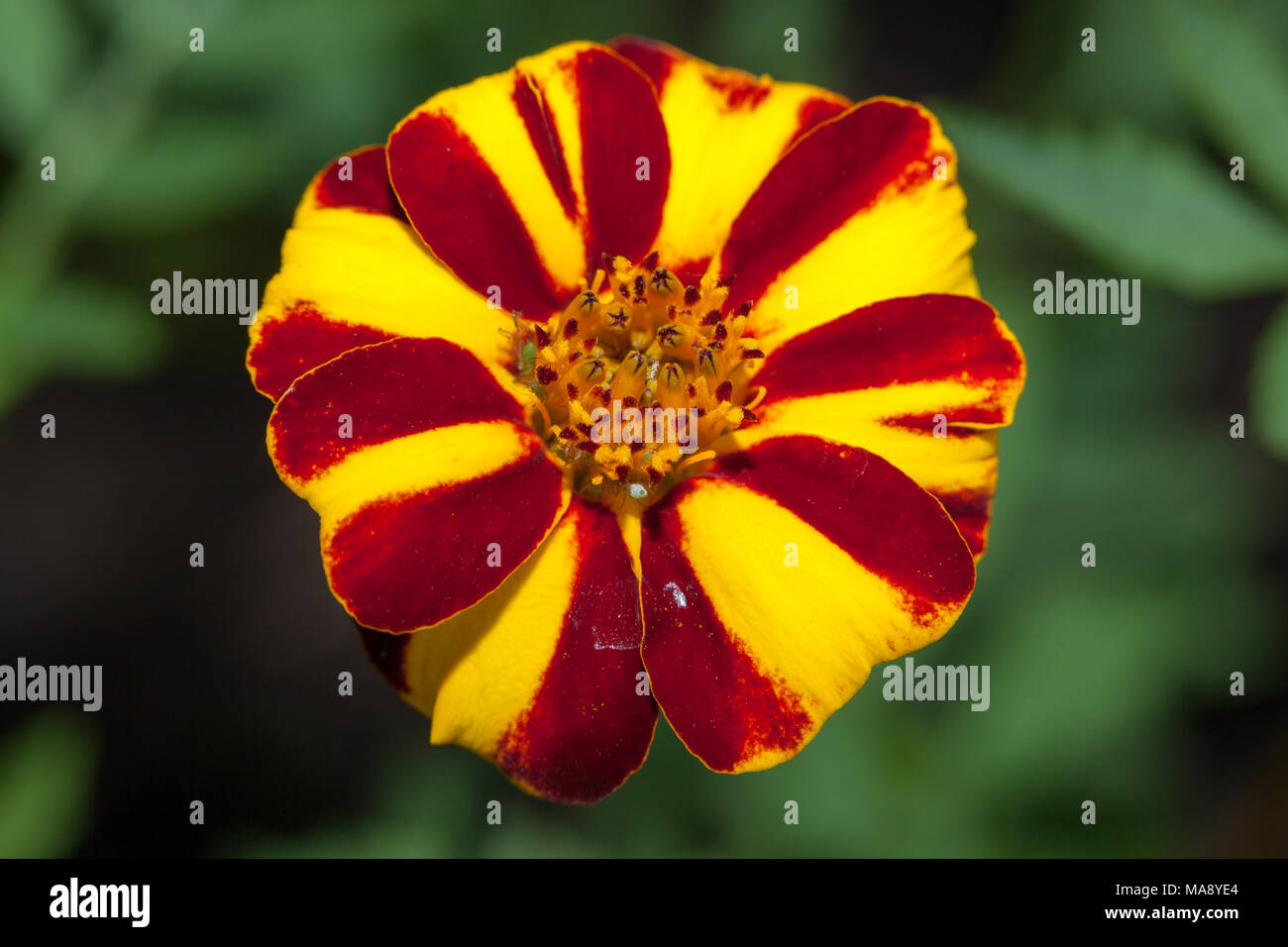 'Jolly Jester' French Marigold, Sammetsblomster (Tagetes patula) Stock Photo