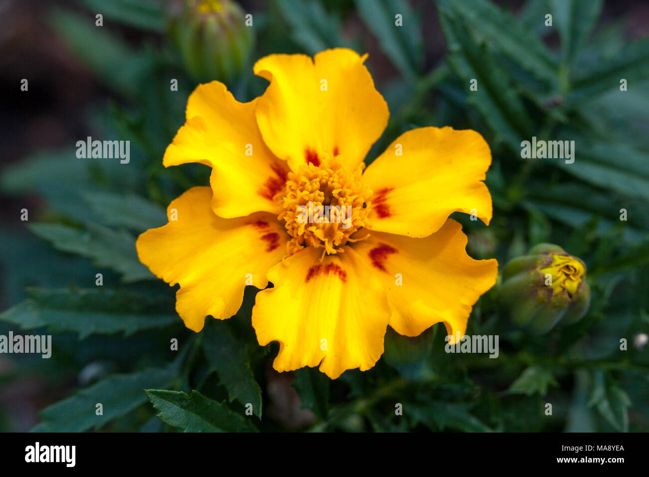 'Sylvia' French Marigold, Sammetsblomster (Tagetes patula) Stock Photo