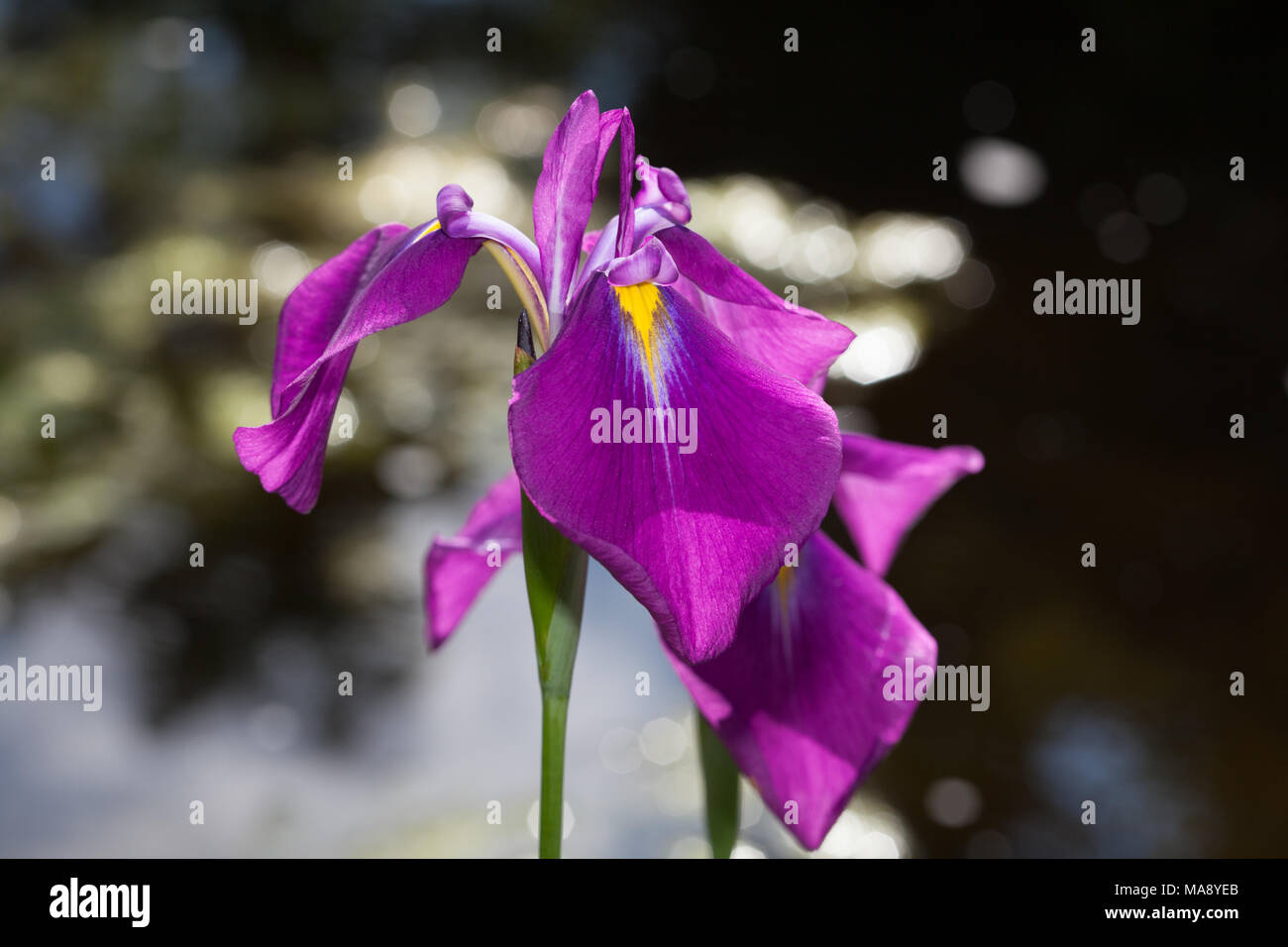 Blue iris, Dansk iris (Iris spuria) Stock Photo