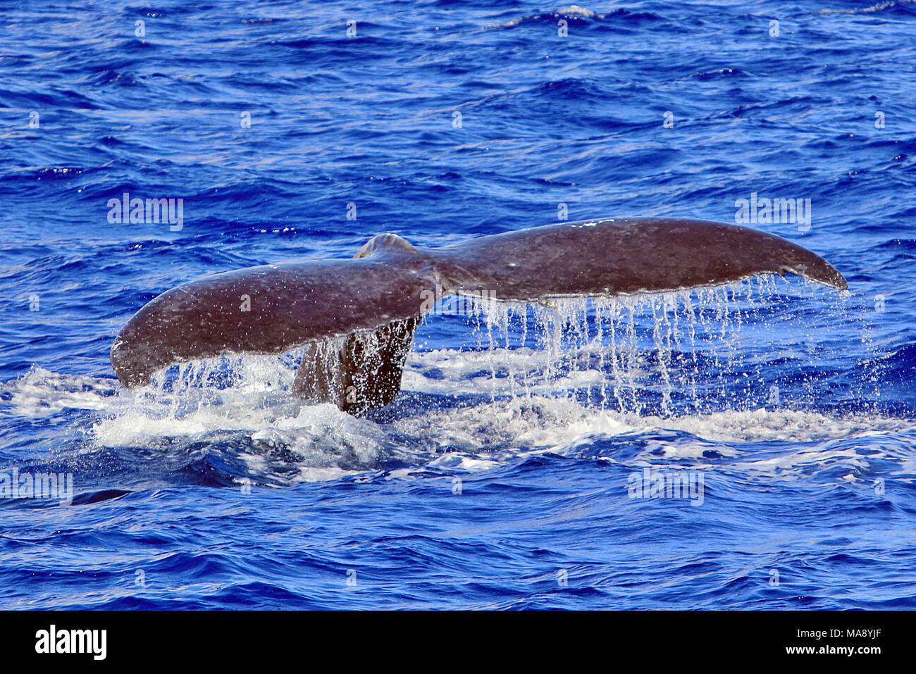 Megaptera Humpback whale megaptera novaeangliae hawaii hi-res stock photography ...