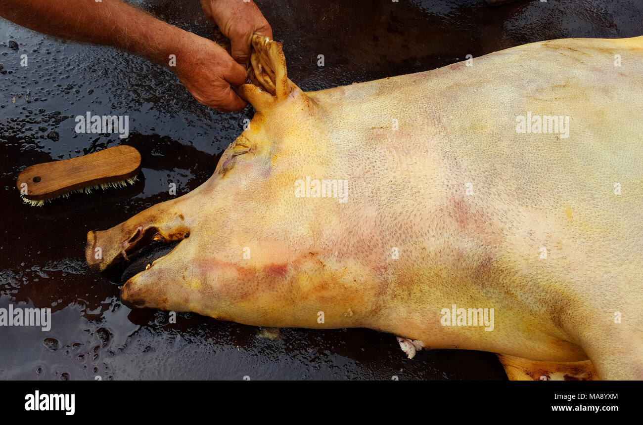 Traditional homemade pig slaughtering Stock Photo