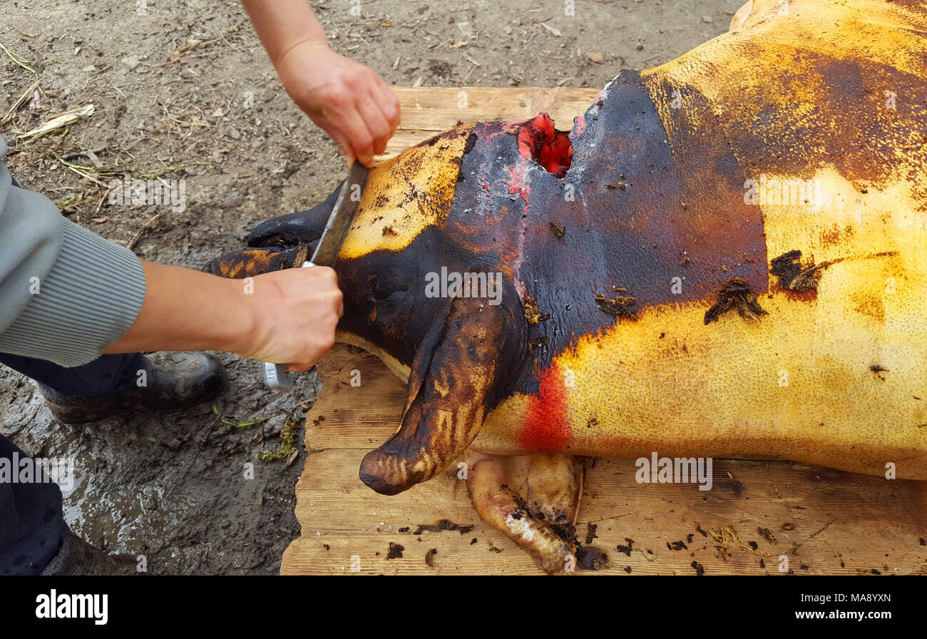 Traditional homemade pig slaughtering Stock Photo