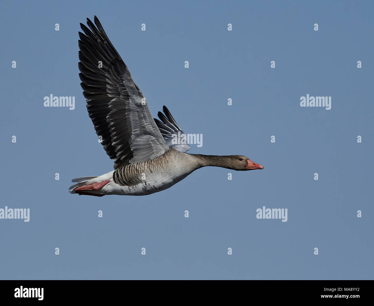 Greylag goose in flight in its habitat in Denmark Stock Photo - Alamy