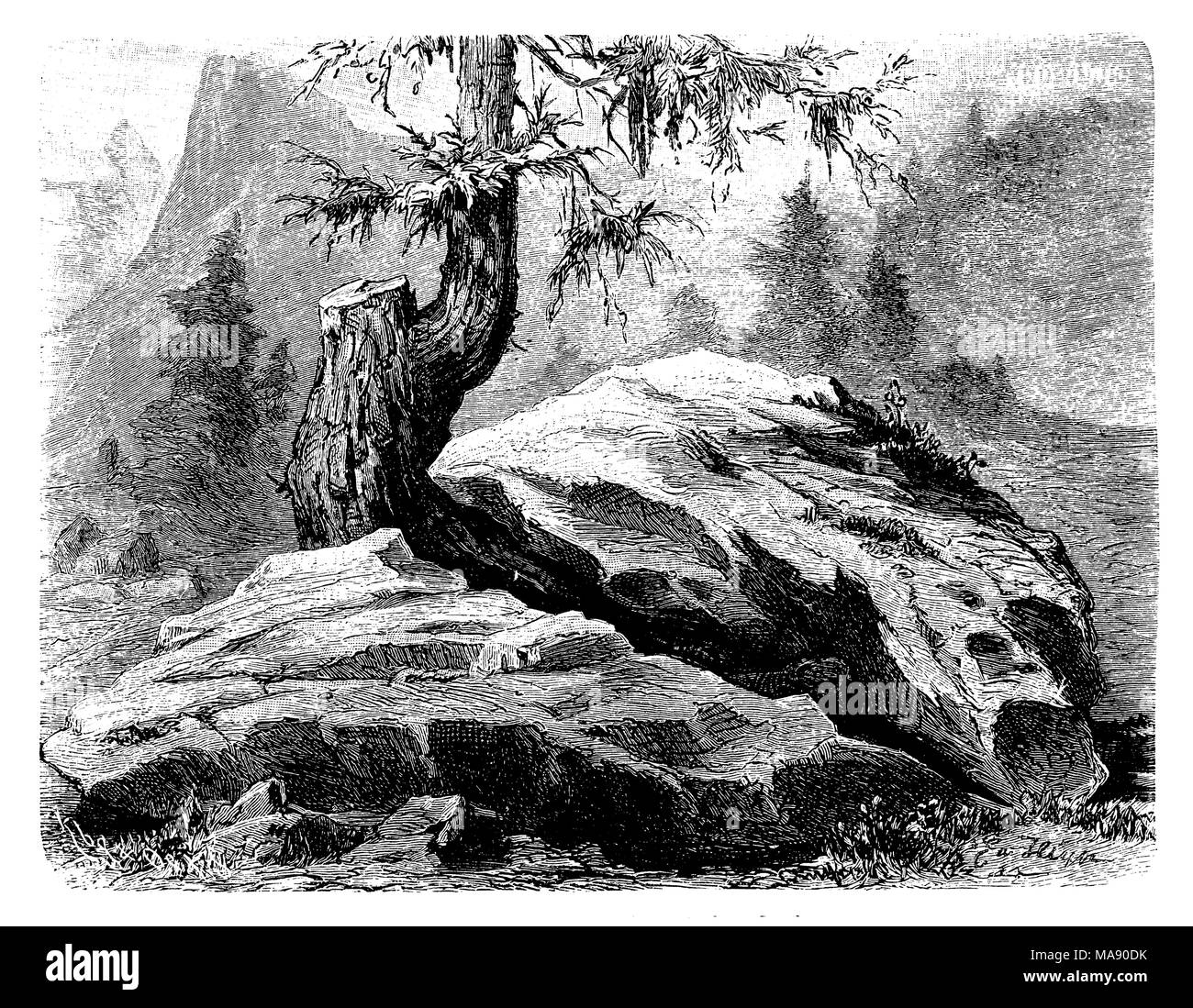 European larch Larch root splits a stone Stock Photo - Alamy
