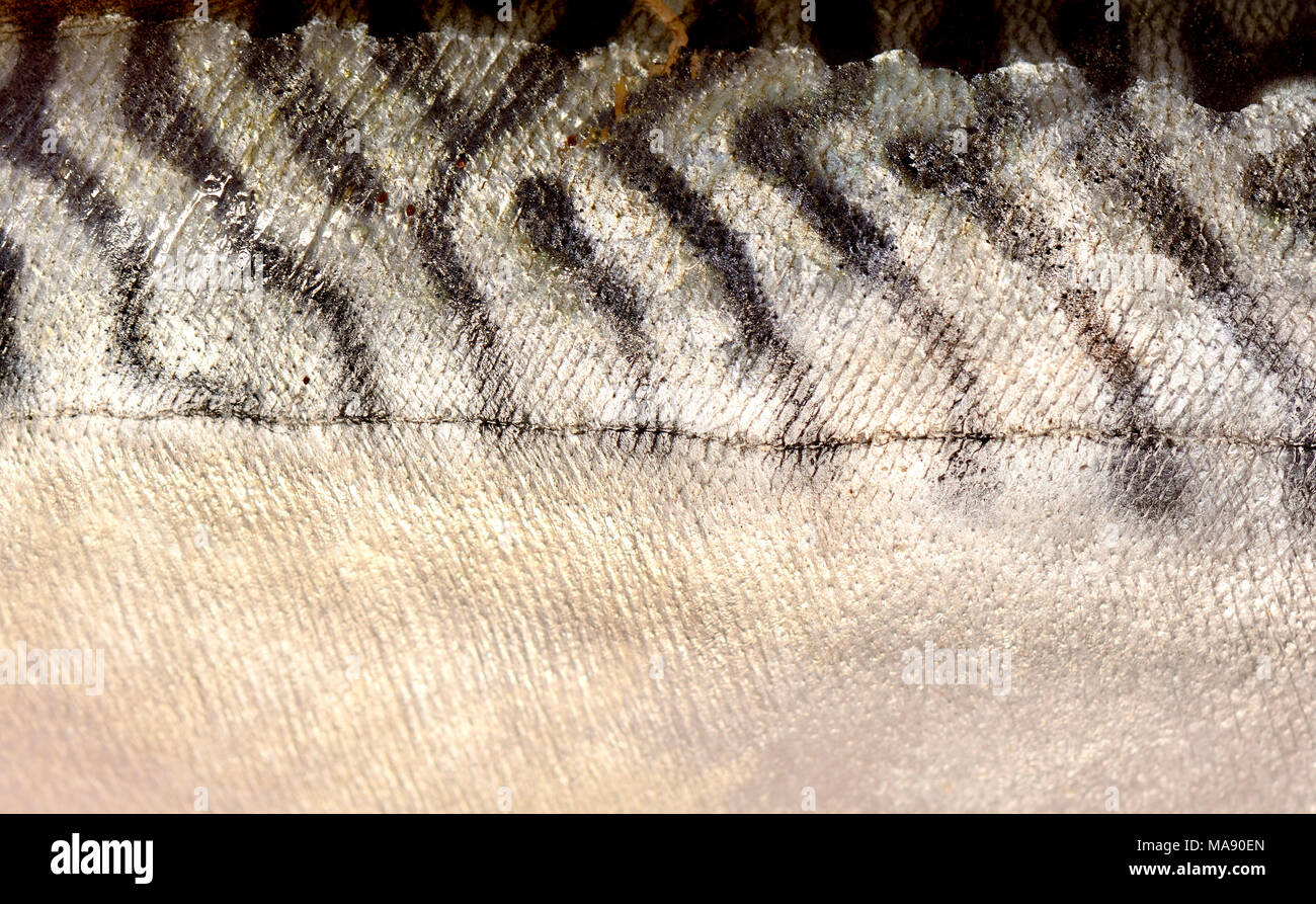 Mackerel Scales High Resolution Stock Photography and Images Alamy