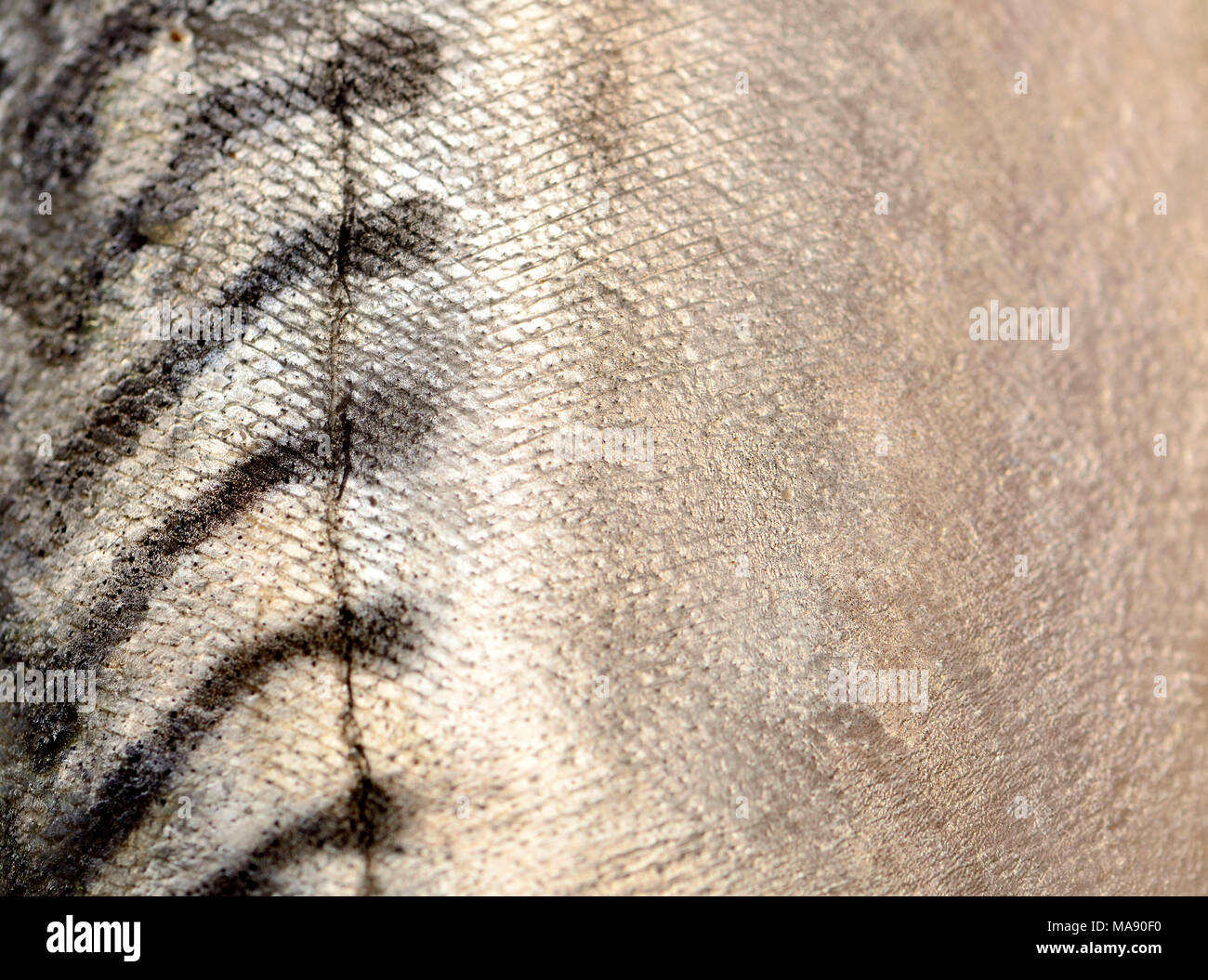 Fresh mackerel skin Stock Photo Alamy