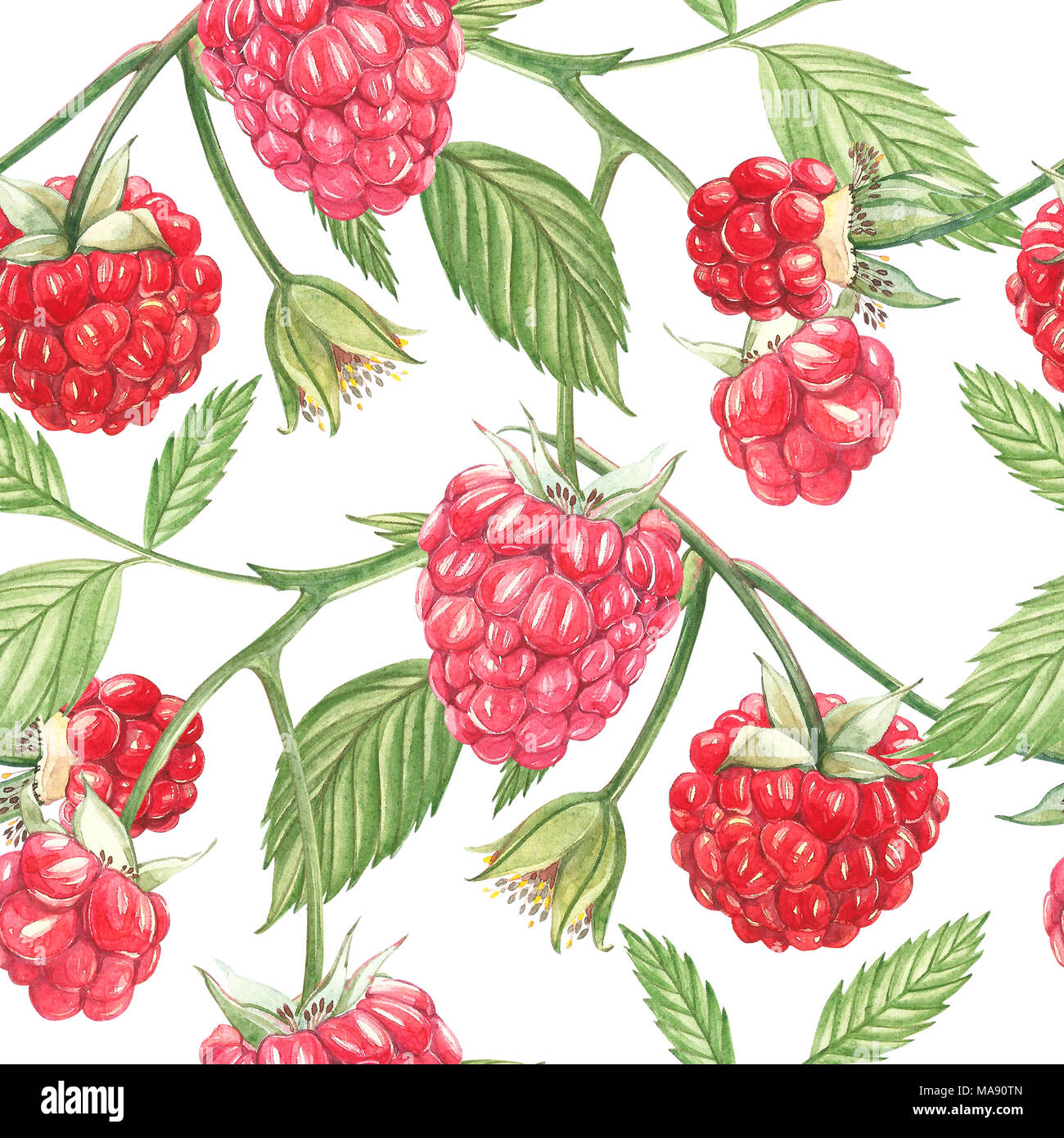 Watercolor Raspberry Background Hand drawn watercolor painting raspberry on white background. Botanical ...
