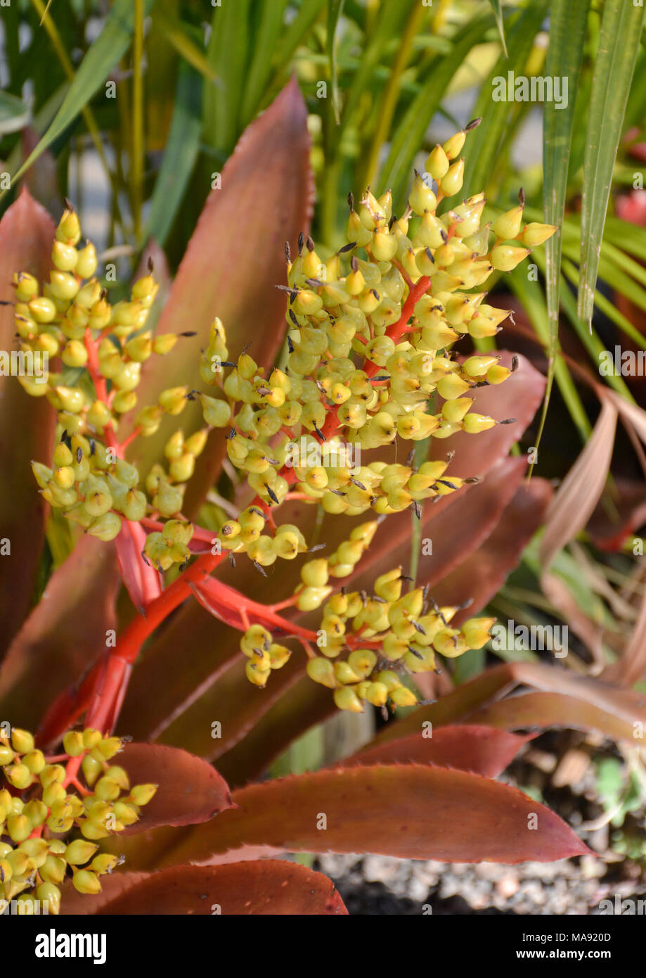 Neoregelia Variety-Blushing Bromeliad-1 Stock Photo
