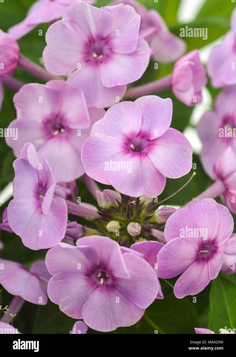 Phlox paniculata-Lilac-2 Stock Photo