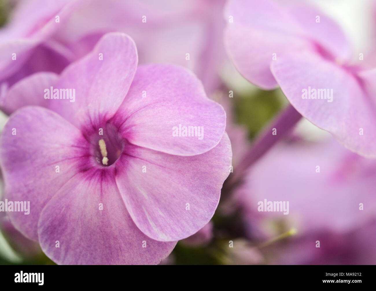 Phlox paniculata-Lilac-3 Stock Photo