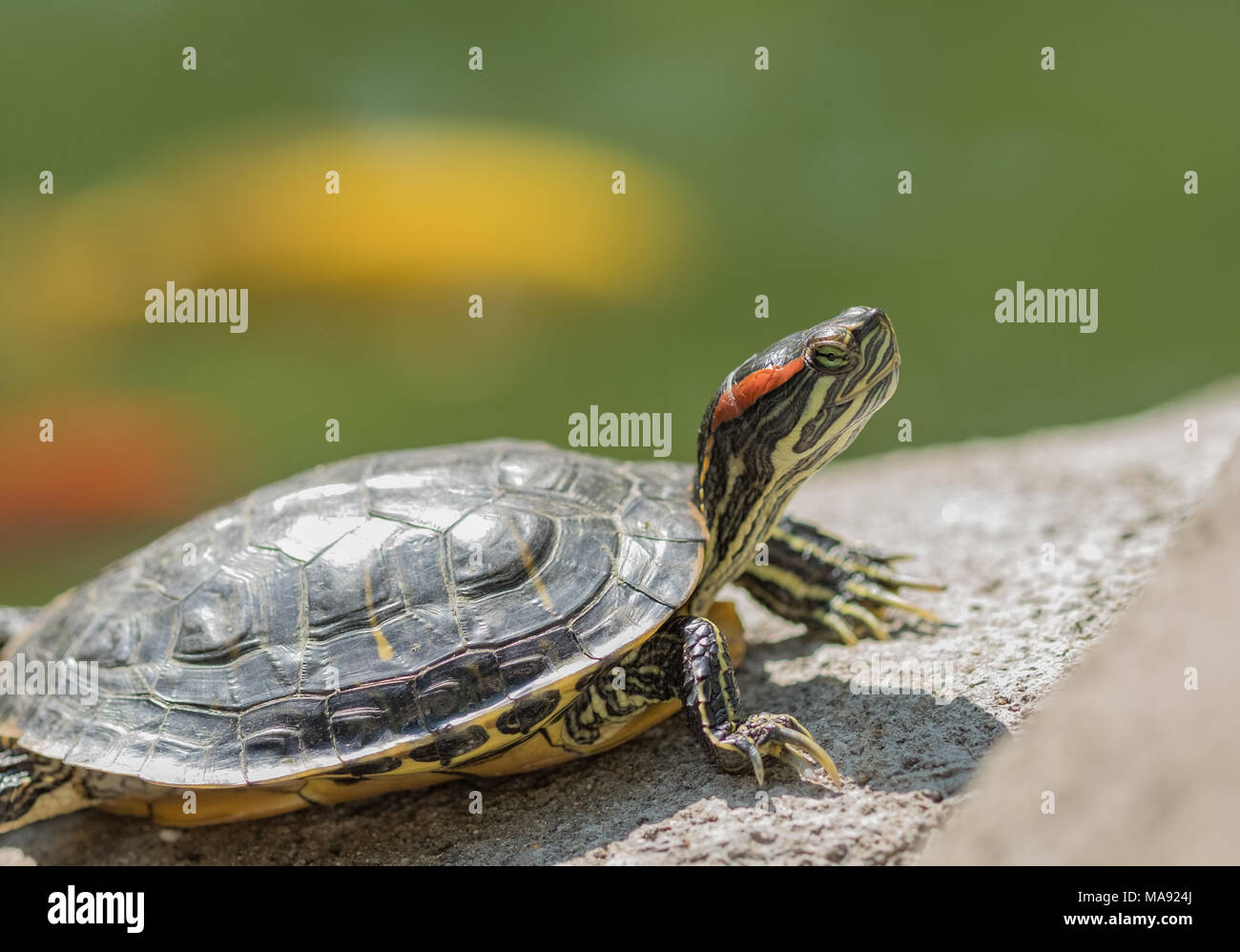 red eared terrapin Stock Photo