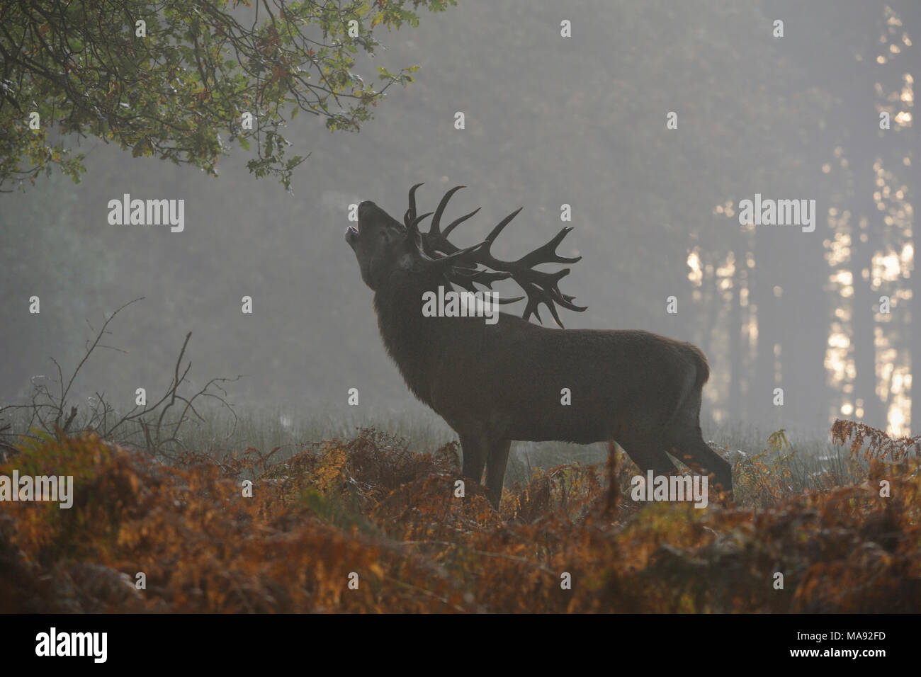 Red Deer / Rothirsch (Cervus elaphus), stag, roaring on a clearing deep in the woods, puffing its breath, autumnal mood, first morning mist, Europe. Stock Photo