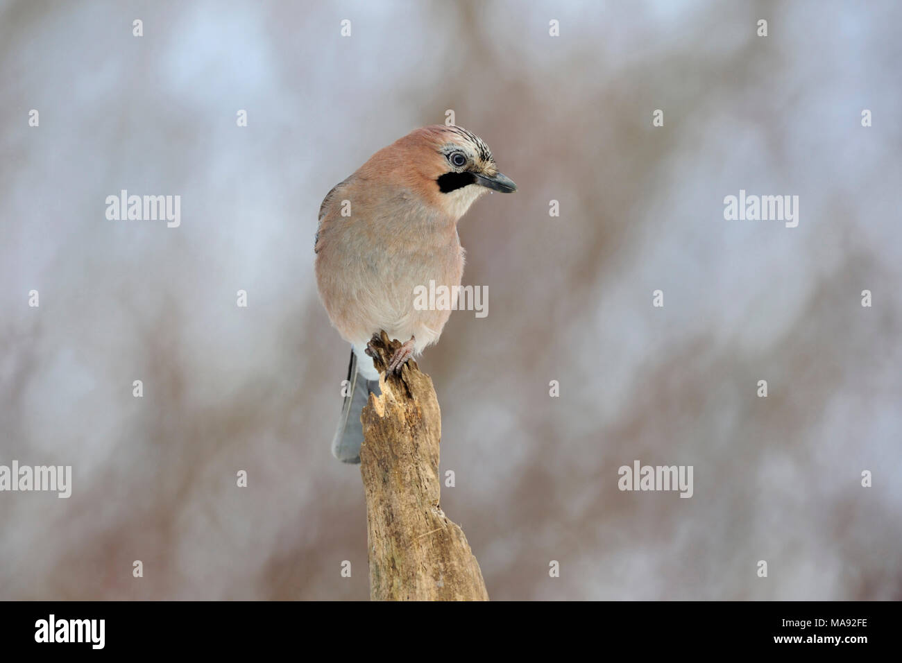 Eurasian Jay / Eichelhaeher ( Garrulus glandarius ), perched on top of an old rotten tree, watching around attentively, wildlife, Europe. Stock Photo