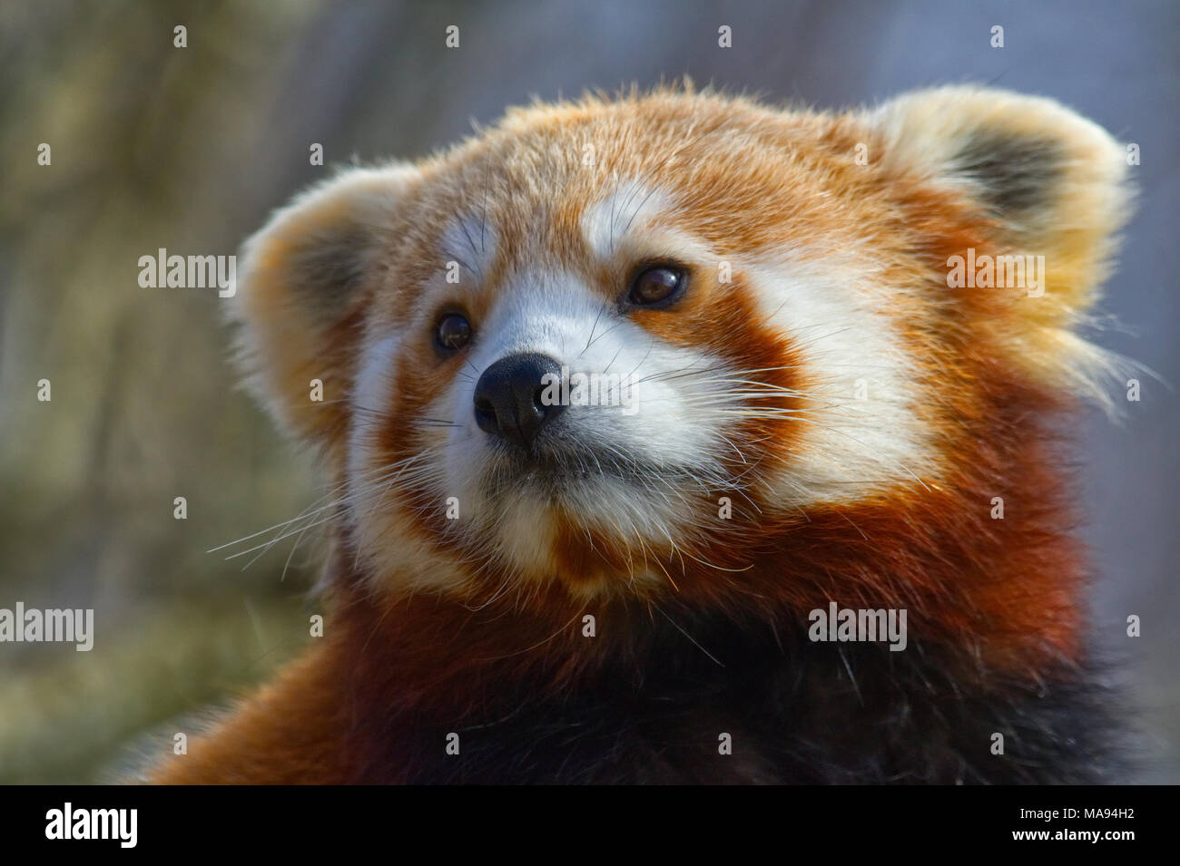 Red Panda Stock Photo