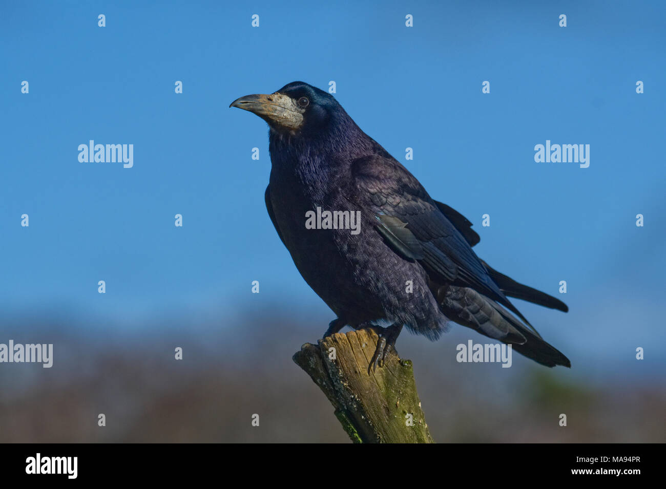 Rook blue sky hi-res stock photography and images - Alamy