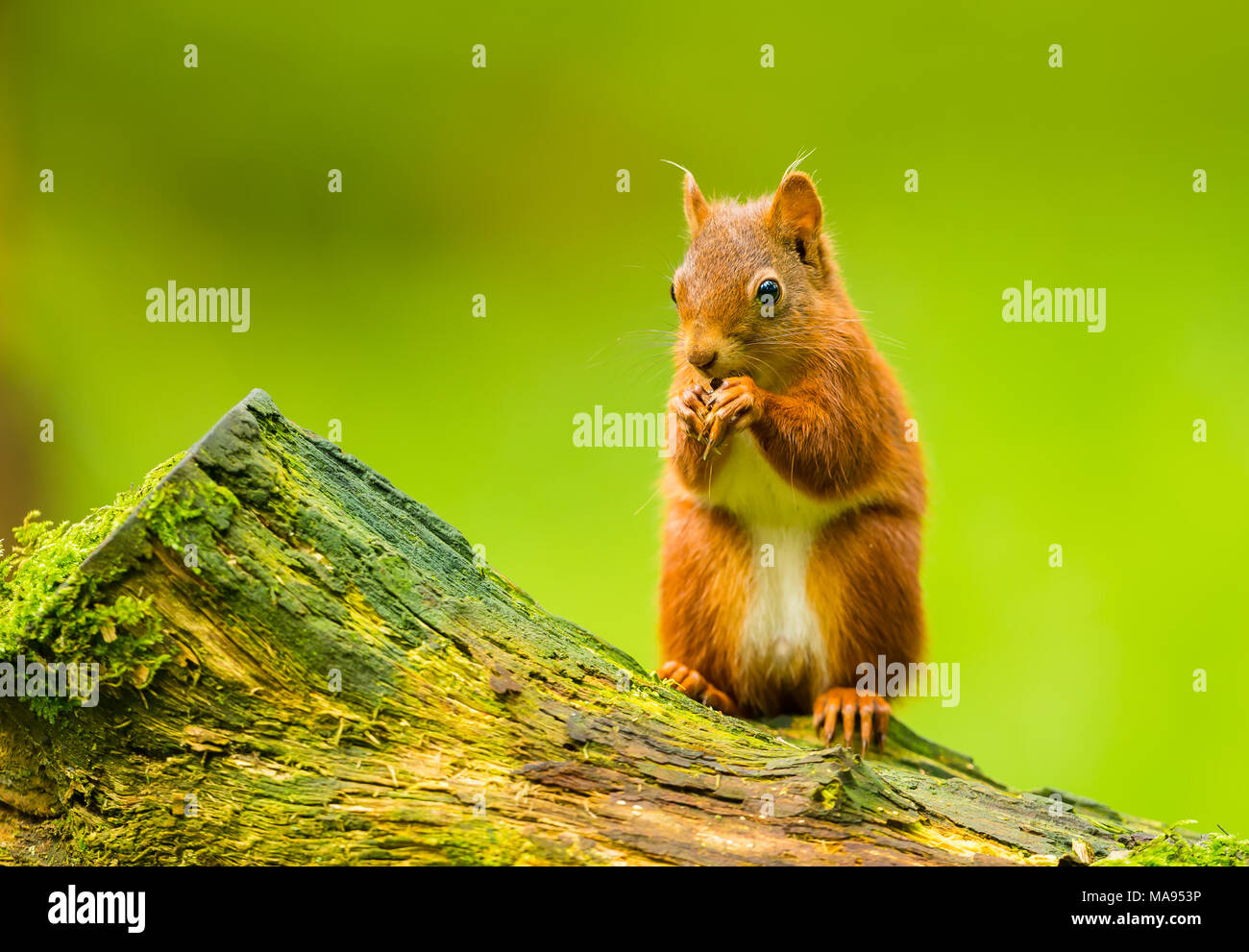 Baby Red Squirrel, Sciurus vulgaris, sat on a tree stump eating a nut.  Facing left.  Bright green background.  Landscape. Stock Photo