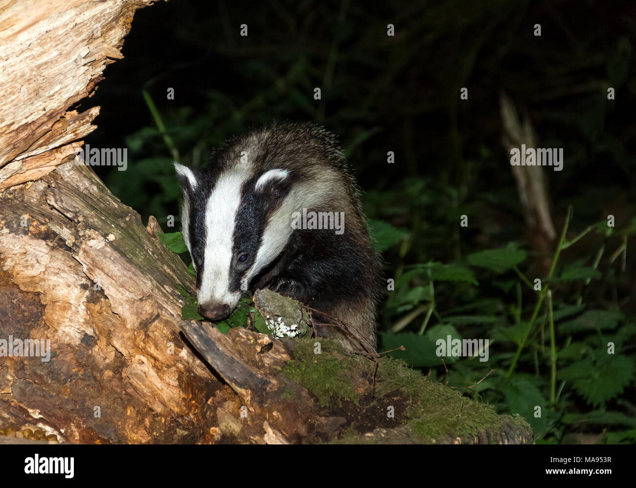 Badger, Meles Meles, reaching over a moss covered log foraging for food.  Dark background.  Landscape Stock Photo