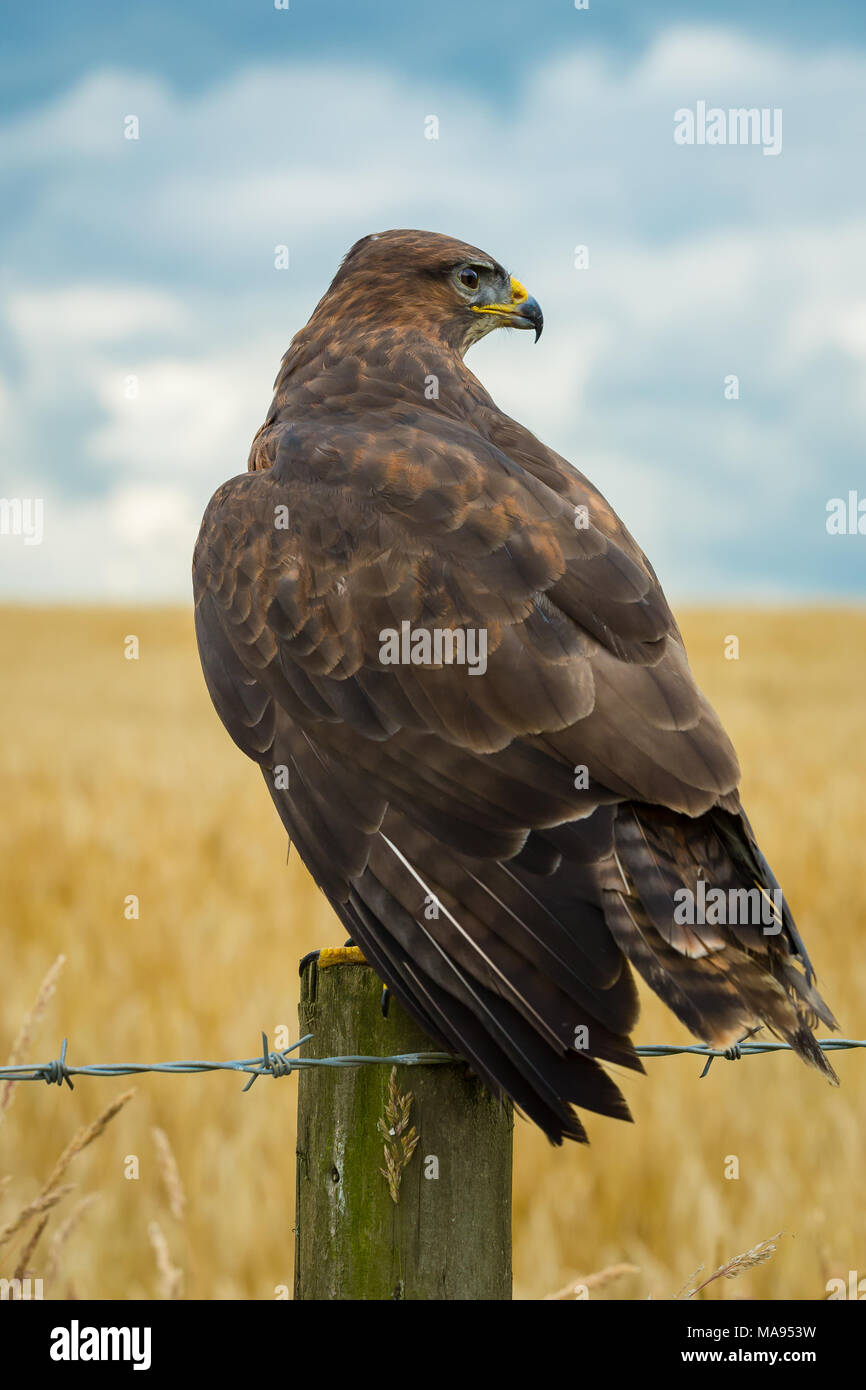 Buzzard, common buzzard on a fence post in the English Countryside Stock Photo