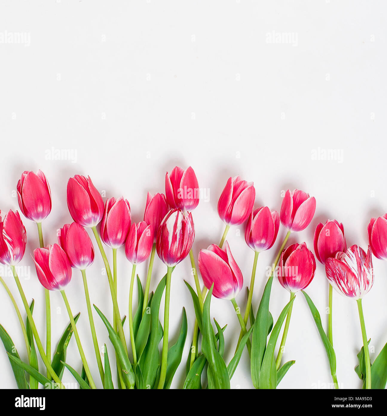 Top view of pink tulips in row on the white background. flowers background  concept Stock Photo - Alamy, image size:1295x1390