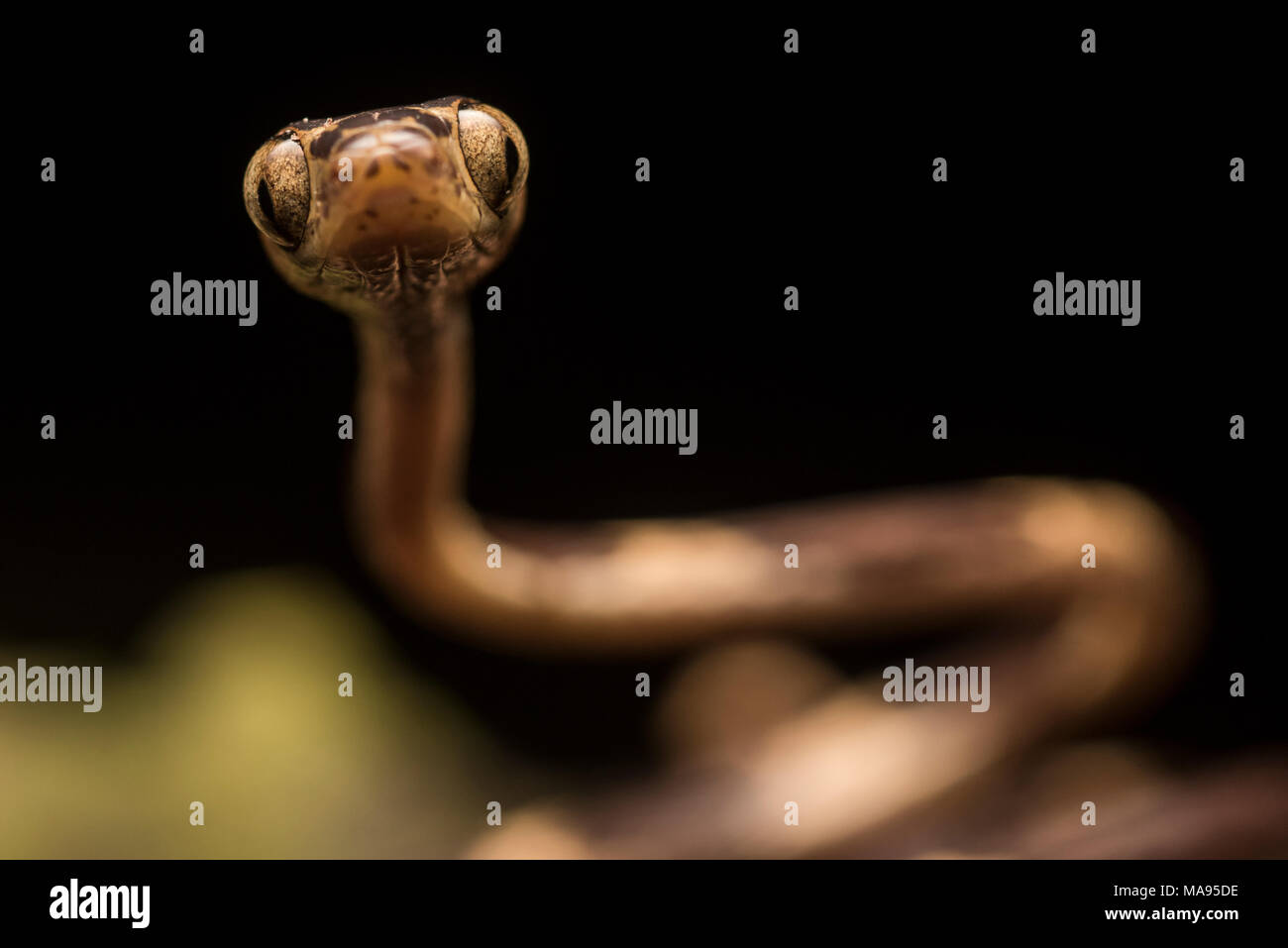 A macro close up of a face of a blunt headed tree snake (Imantodes cenchoa) from Peru. These nocturnal snakes move about the trees at night. Stock Photo