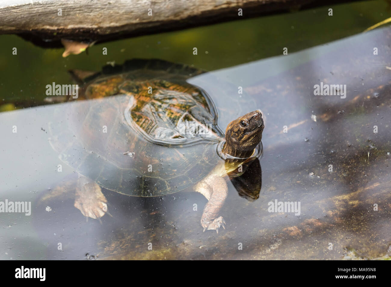Waterfowl turtle peeks out of the water near the shore of the pond Stock Photo