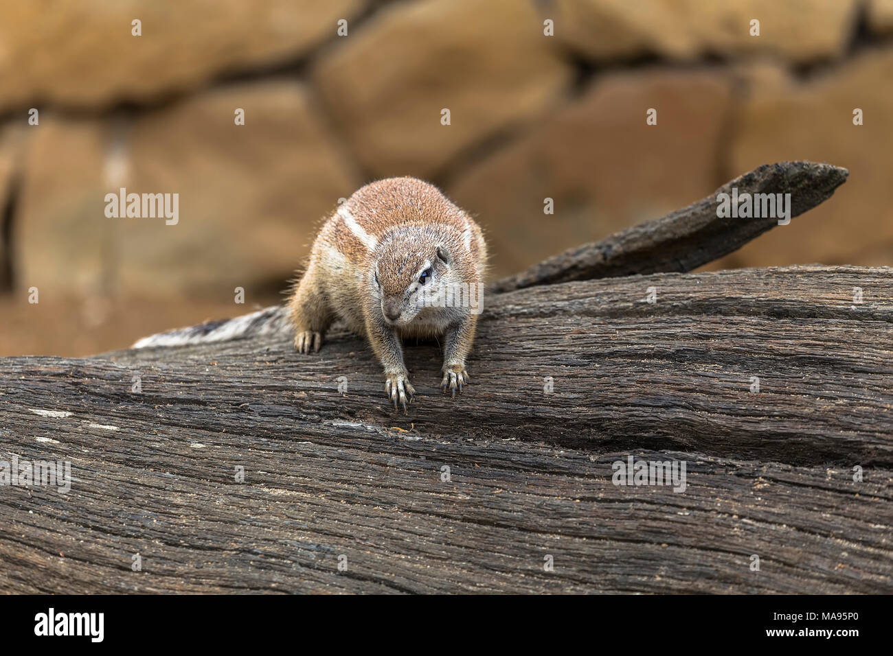 African ground squirrels born African rodents from the squirrel family Stock Photo Alamy