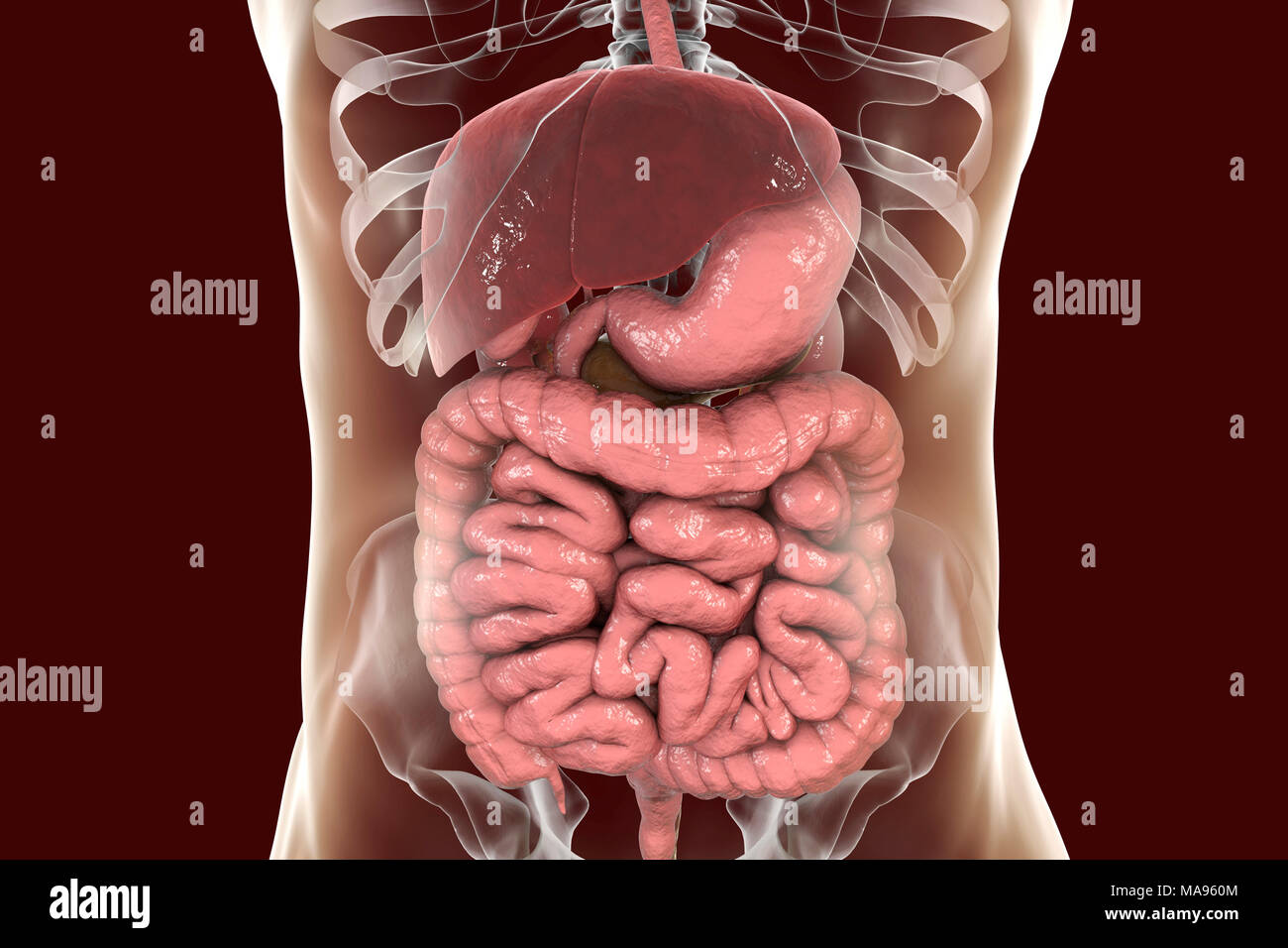 The large intestine (colon) absorbs hires stock photography and images