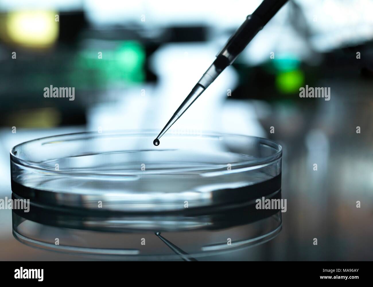 Sample being pipetted into a Petri dish during a experiment in the laboratory Stock Photo Alamy