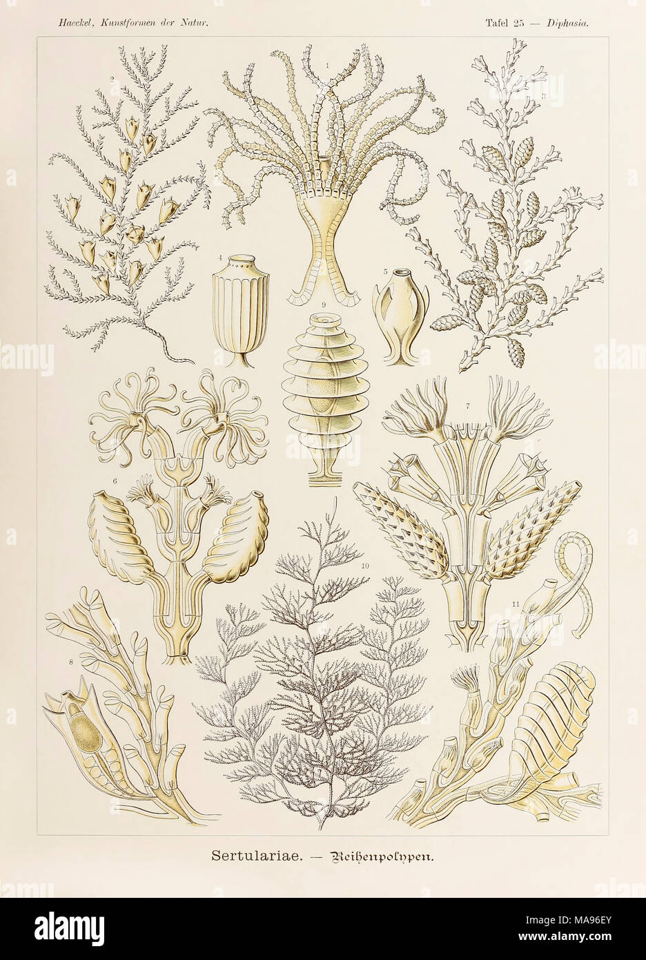 Plate 25 Diphasia Sertulariae from ‘Kunstformen der Natur’ (Art Forms in Nature) illustrated by Ernst Haeckel (1834-1919). See more information below. Stock Photo