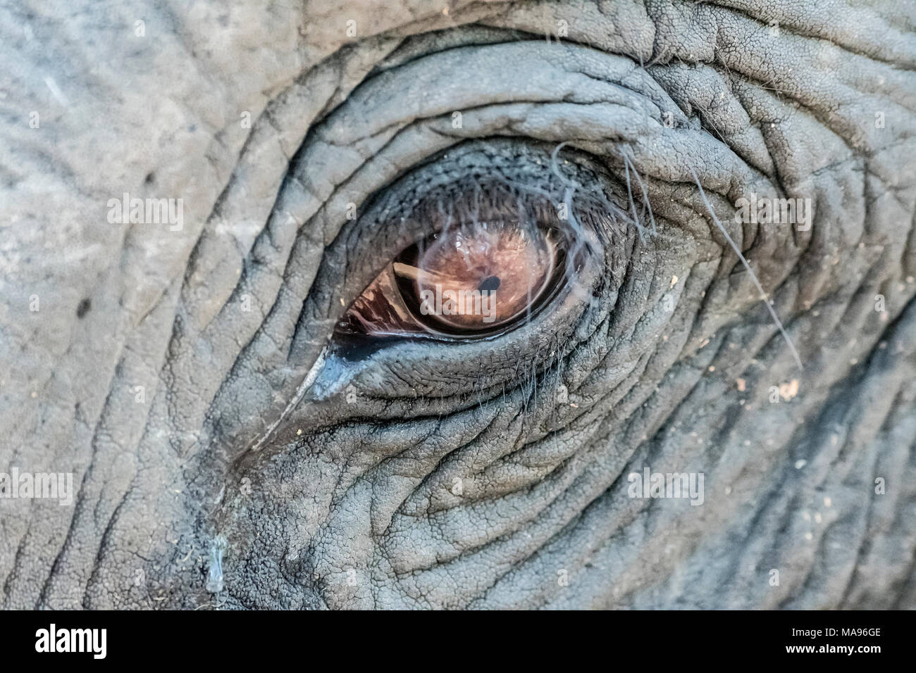 Detail close-up of the eye of an Asian or Asiatic Elephant, Elephas maximus, Bandhavgarh National Park, Madhya Pradesh, India Stock Photo