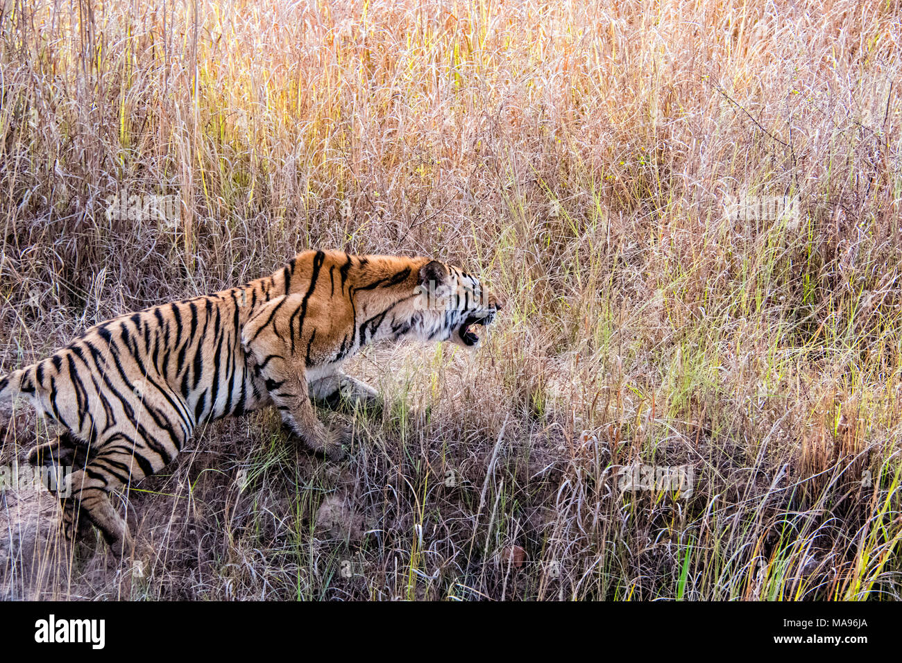 Wild Bengal Tiger, Panthera tigris tigris, snarling, attacking in Bandhavgarh Tiger Reserve, Madhya Pradesh, India Stock Photo