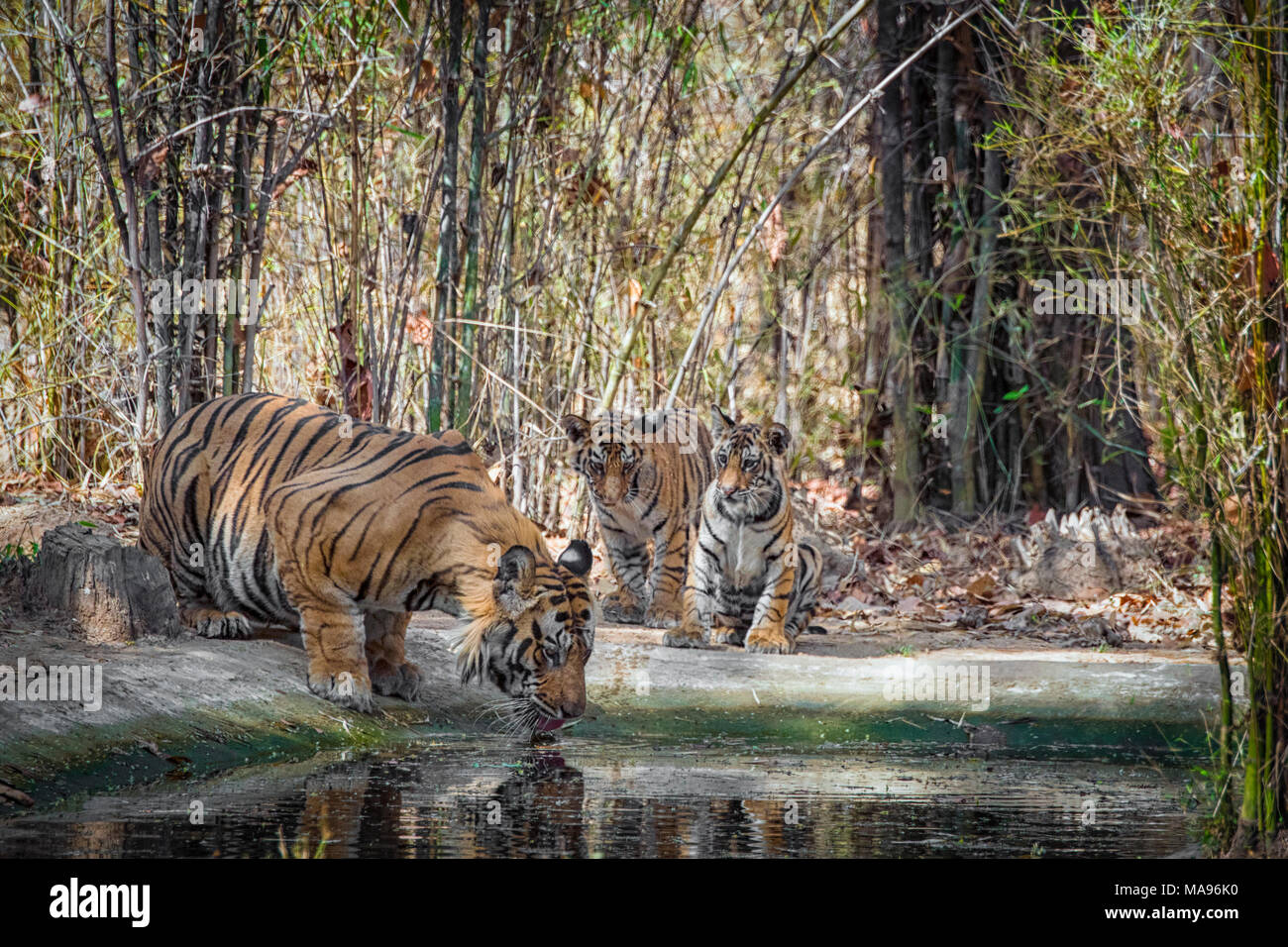 Two cute little two month old Bengal Tiger Cubs, Panthera tigris tigris, watching adult male father drinking, Bandhavgarh Tiger Reserve, India Stock Photo