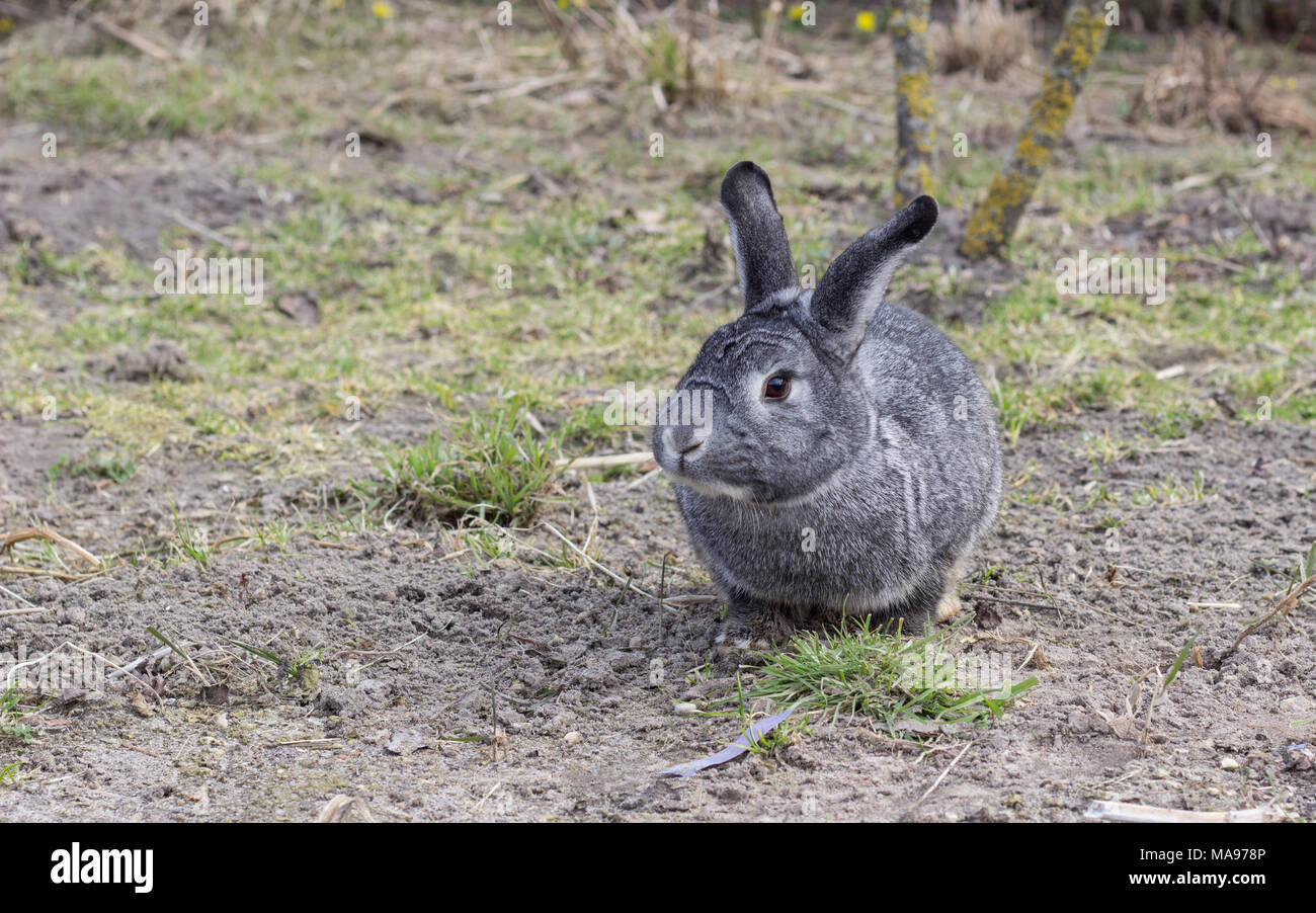 Chinchilla rabbit hi-res stock photography and images - Alamy