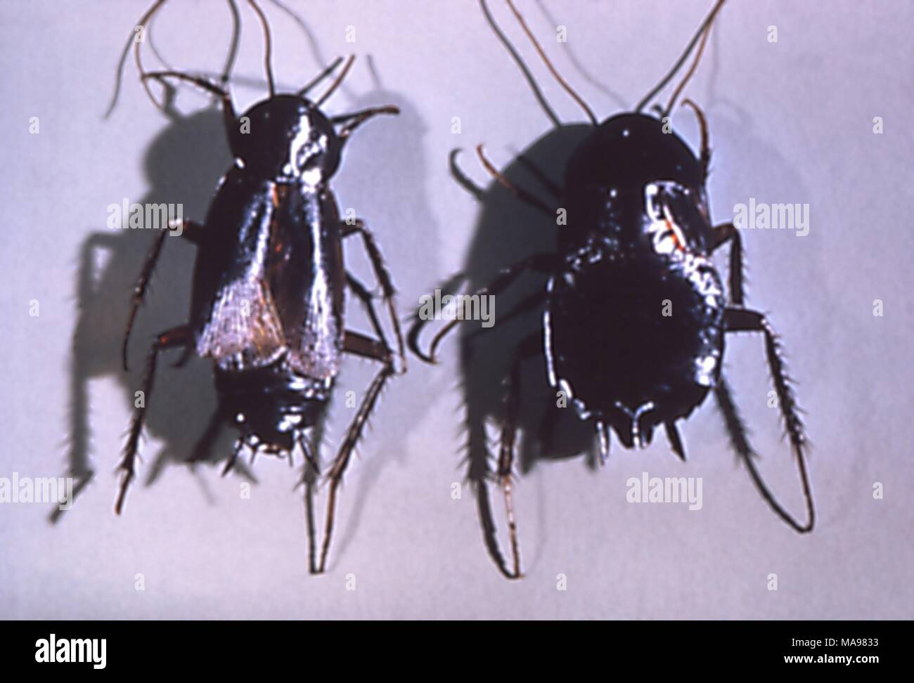 Pair of oriental cockroaches (Blatta orientalis) found in a migrant labor camp, 1972. Image courtesy Centers for Disease Control (CDC). () Stock Photo