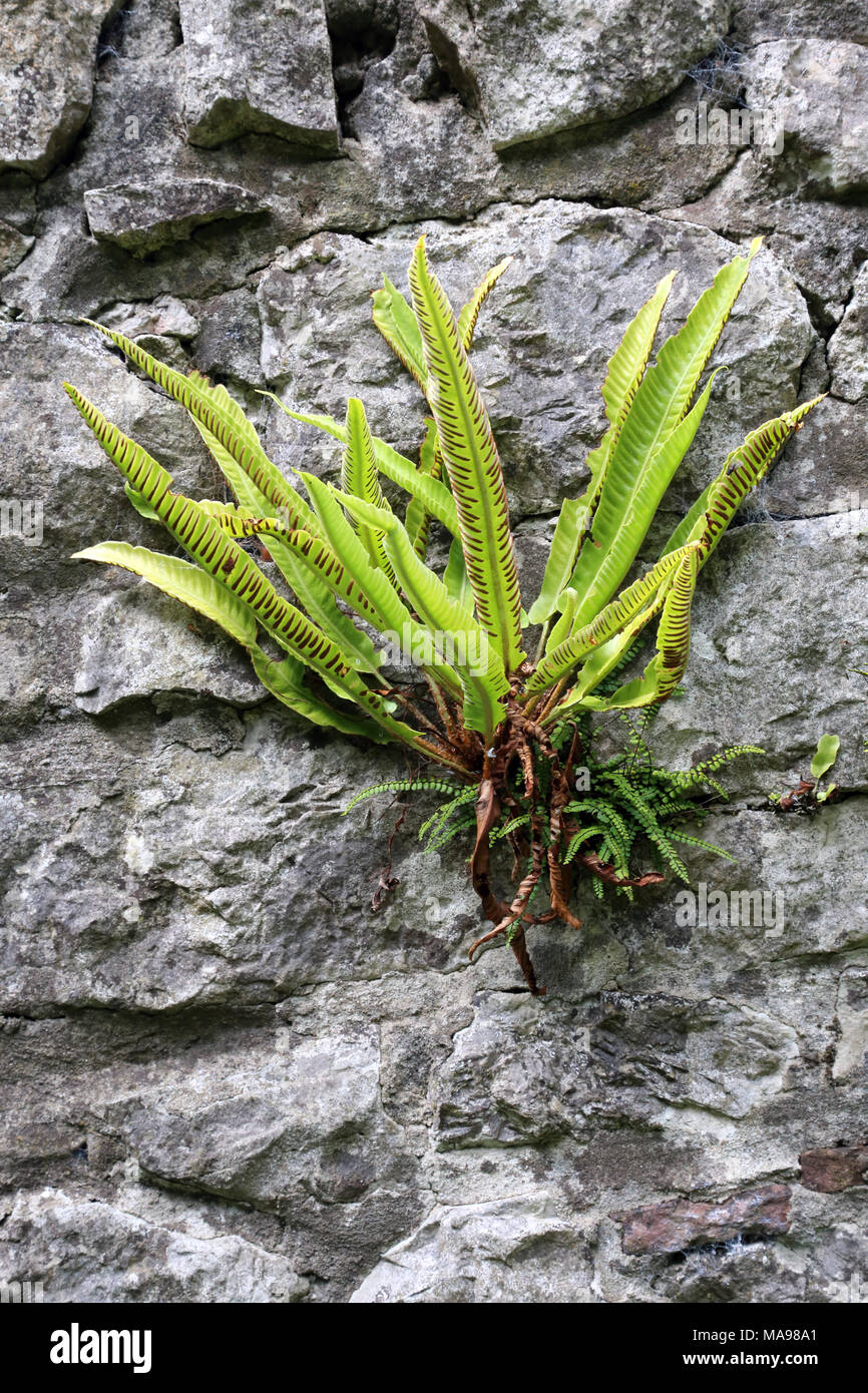 Hart's-tongue fern (Phyllitis scolopendrium) and Maidenhair spleenwort (Asplenium trichomanes) growing on a wall on the Gower Peninsula, Wales, UK. Stock Photo