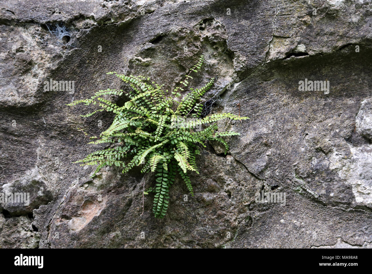 Maidenhair spleenwort (Asplenium trichomanes) growing on a wall on the Gower Peninsula, Wales, UK. Stock Photo
