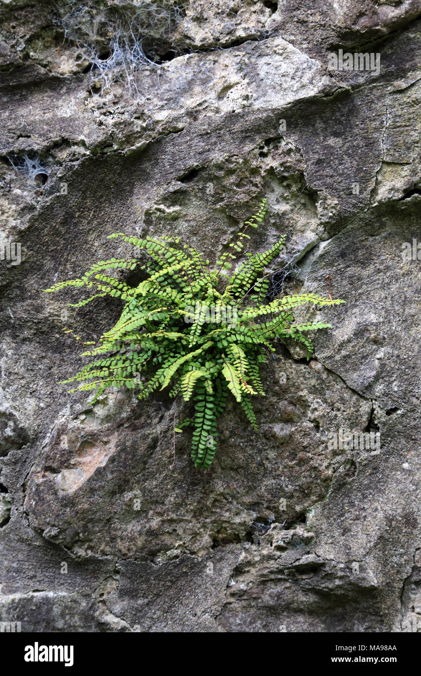 Maidenhair spleenwort (Asplenium trichomanes) growing on a wall on the Gower Peninsula, Wales, UK. Stock Photo